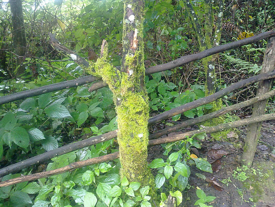 A tree with moss grown all over the trunk. There are a lot of smaller plants around the tree and everything is wet from a recent rain.