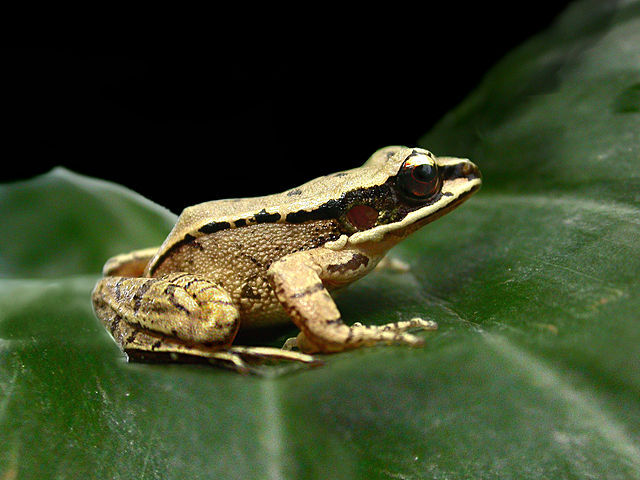 A chinese concave-eared torrent frog